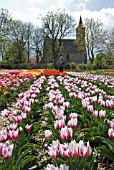 TULIPA LAC VAN RIJN ON DISPLAY AT HORTUS BULBORUM, LIMMEN, HOLLAND