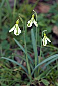 GALANTHUS SOUTH HAYES