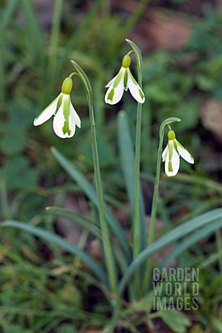 GALANTHUS_SOUTH_HAYES