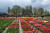 TULIPS ON DISPLAY AT HORTUS BULBORUM, LIMMEN, HOLLAND