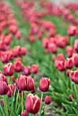 TULIPA PAPILLON ON DISPLAY AT HORTUS BULBORUM