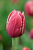 TULIPA PAPILLON ON DISPLAY AT HORTUS BULBORUM