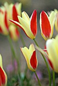 TULIPA CLUSIANA TINKA ON DISPLAY AT HORTUS BULBORUM, LIMMEN, HOLLAND