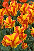 TULIPA TSCHAIKOVSKY ON DISPLAY AT HORTUS BULBORUM