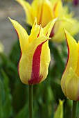 TULIPA MONA LISA ON DISPLAY AT HORTUS BULBORUM, LIMMEN, HOLLAND