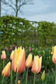 TULIPA BLUSHING BEAUTY ON DISPLAY AT HORTUS BULBORUM, LIMMEN, HOLLAND