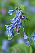 MERTENSIA VIRGINICA