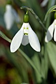 GALANTHUS ELWESII EDWARD WHITTALL GROUP