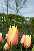 TULIPA BLUSHING BEAUTY ON DISPLAY AT HORTUS BULBORUM, LIMMEN, HOLLAND