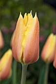 TULIPA BLUSHING BEAUTY ON DISPLAY AT HORTUS BULBORUM, LIMMEN, HOLLAND