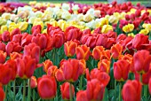 TULIPS ON DISPLAY AT HORTUS BULBORUM, LIMMEN, HOLLAND