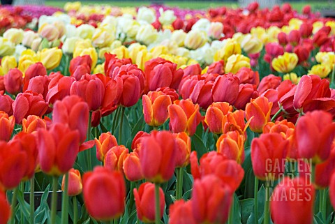 TULIPS_ON_DISPLAY_AT_HORTUS_BULBORUM_LIMMEN_HOLLAND