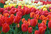 TULIPS ON DISPLAY AT HORTUS BULBORUM, LIMMEN, HOLLAND