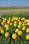 TULIPA CRYSTAL STAR AT FLORATUIN, JULIANADORP, HOLLAND