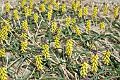 MUSCARI MACROCARPUM GOLDEN FRAGRANCE