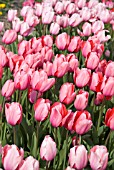 TULIPA PINK IMPRESSION