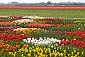 TULIPS ON DISPLAY AT FLORATUIN, JULIANADORP