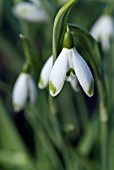 GALANTHUS VIRIDAPICE