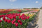 TULIPS ON DISPLAY AT FLORATUIN, JULIANADORP, HOLLAND