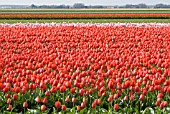 TULIP FIELDS AT FLORATUIN, JULIANADORP, HOLLAND