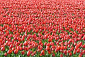 RED TULIP FIELD AT FLORATUIN, JULIANADORP, HOLLAND