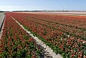 RED TULIP FIELD, LISSE, HOLLAND