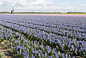 BLUE HYACINTH BULB FIELD, LISSE, HOLLAND