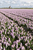 LILAC HYACINTH BULB FIELD, LISSE, HOLLAND