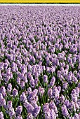 LILAC HYACINTH BULB FIELD, LISSE, HOLLAND