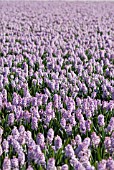 LILAC HYACINTH BULB FIELD; LISSE; HOLLAND