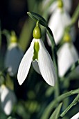 GALANTHUS TUBBY MERLIN