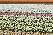 TULIP BULB FIELDS; LISSE; HOLLAND