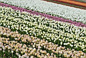 TULIP BULB FIELDS; LISSE; HOLLAND