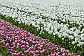 TULIP BULB FIELDS, LISSE, HOLLAND