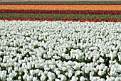 TULIP BULB FIELDS; LISSE; HOLLAND