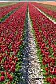 TULIP BULB FIELDS; LISSE; HOLLAND