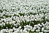 TULIP BULB FIELDS; LISSE; HOLLAND