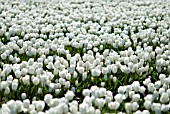 TULIP BULB FIELDS; LISSE; HOLLAND