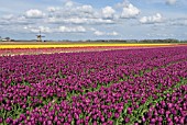 TULIP BULB FIELDS; LISSE; HOLLAND