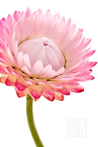 HELICHRYSUM_PINK_STRAW_FLOWER