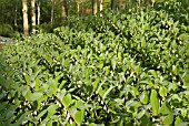 POLYGONATUM BIFLORUM; SOLOMONS SEAL AT KEUKENHOF GARDENS