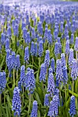 MUSCARI BLUEFIELDS BEAUTY