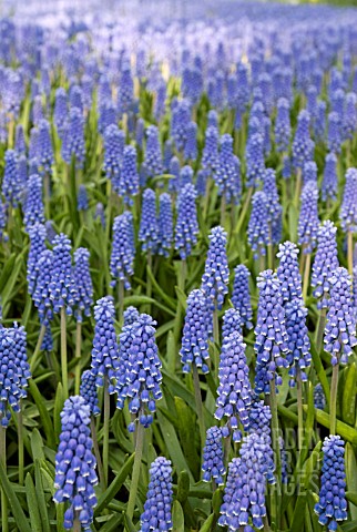 MUSCARI_BLUEFIELDS_BEAUTY