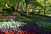 TULIPS AND HYACINTH DISPLAYS AT KEUKENHOF GARDENS, HOLLAND