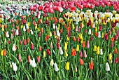 LILY FLOWERING TULIPS DISPLAYS AT KEUKENHOF GARDENS; HOLLAND