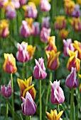 LILY FLOWERING TULIP DISPLAY AT KEUKENHOF GARDENS, HOLLAND