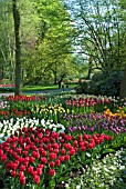 TULIP AND ANEMONE DISPLAY AT KEUKENHOF GARDENS, HOLLAND