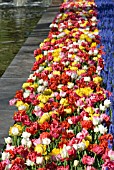 DOUBLE EARLY TULIP AND MUSCARI DISPLAY AT KEUKENHOF GARDENS, HOLLAND