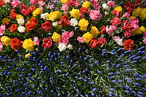 AERIAL_VIEW_OF_DOUBLE_EARLY_TULIP_AND_MUSCARI_DISPLAY_AT_KEUKENHOF_GARDENS_HOLLAND
