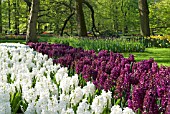 WHITE AND MAROON HYACINTH DISPLAY AT KEUKENHOF GARDENS, HOLLAND